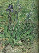 Vincent Van Gogh The Iris (nn04) Sweden oil painting reproduction